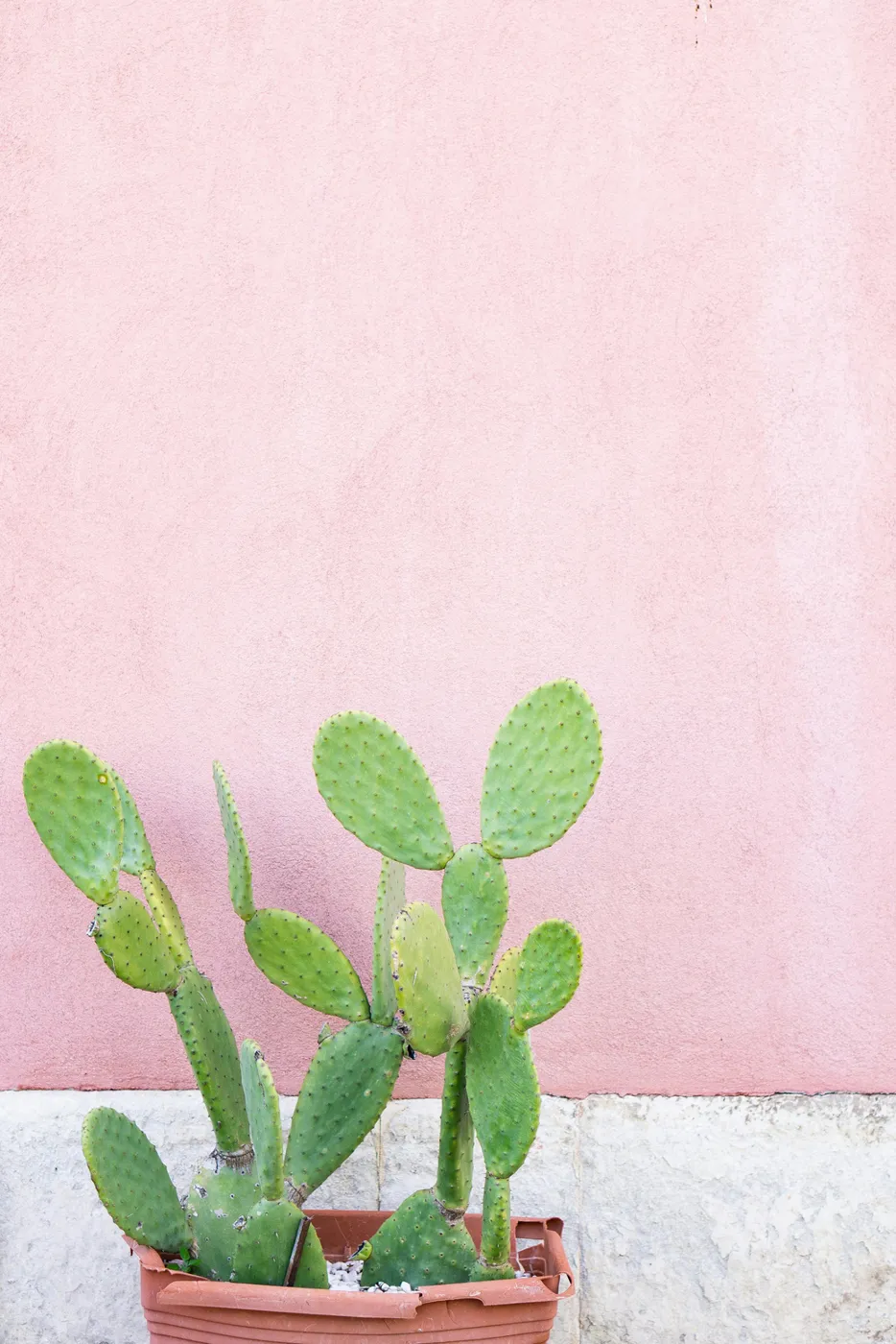 Una pianta di fico d’india davanti a un muro rosa