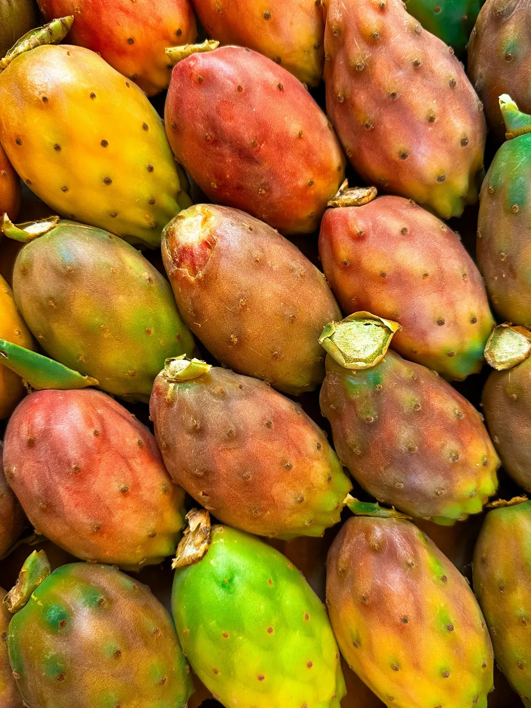 Fichi d’india maturi