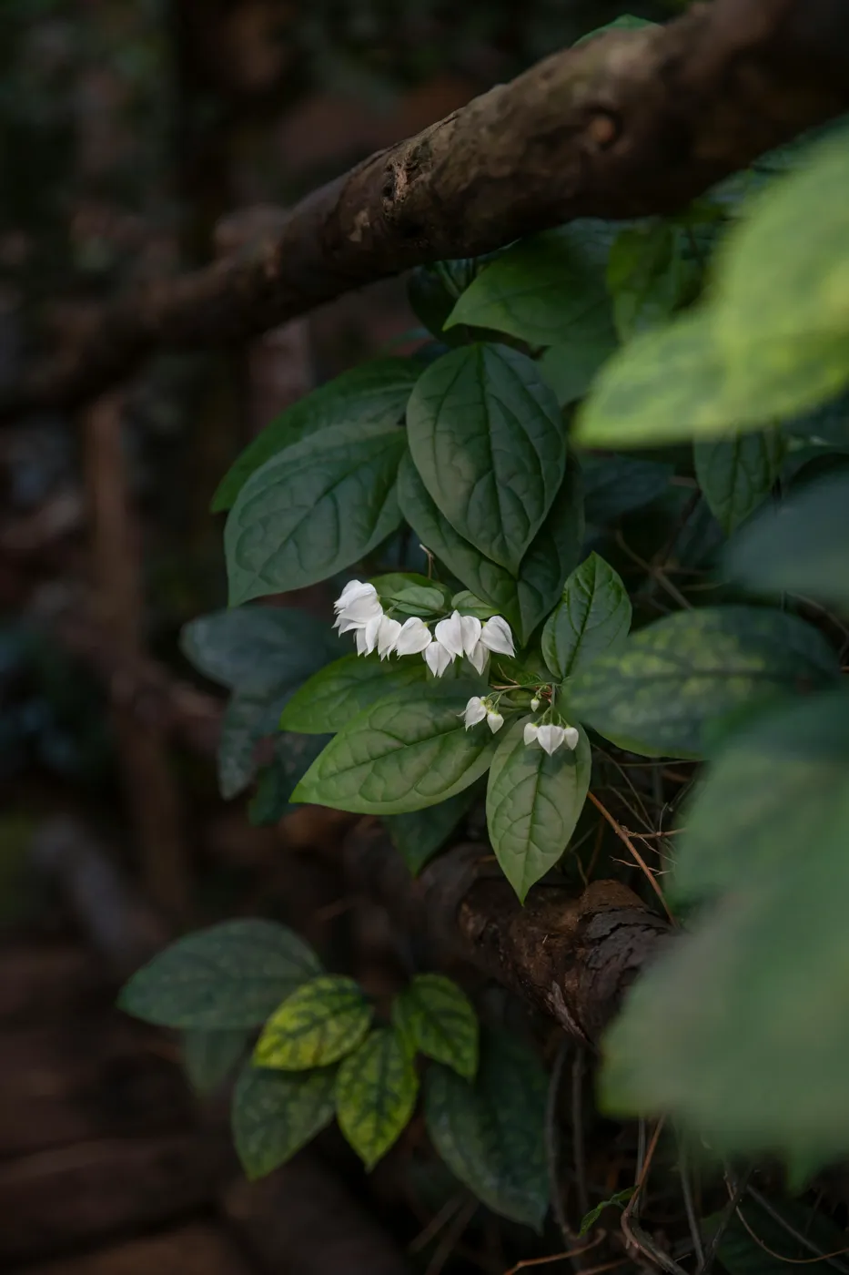 Foglie e fiori bianchi